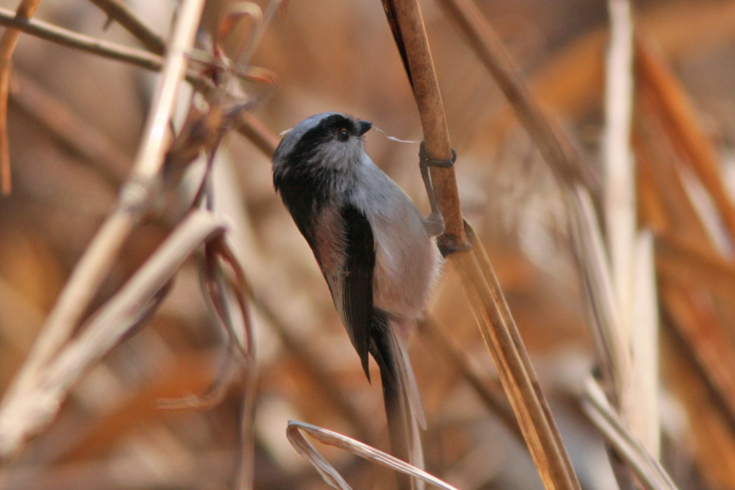 茅ヶ崎市にある県立公園です 整備されて公園の他に里山の景観を残した地区があり、鳥たちにも出会えます